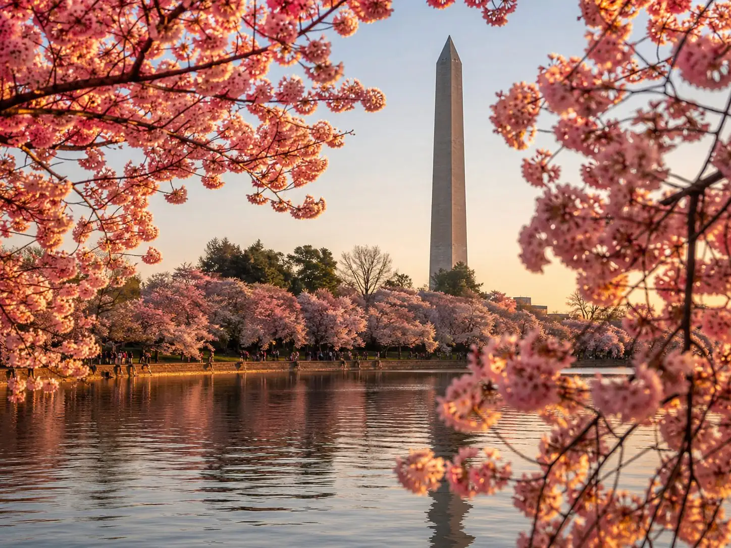 Cherry blossom by the Tidal Basin, typically late March to early April